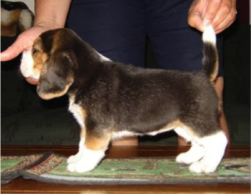 Meet Our Team - Francis. Beagle Puppy